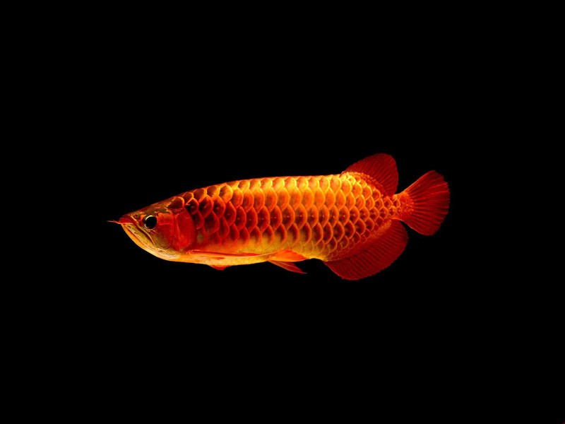 Teluk Intan Red arowana with blue background