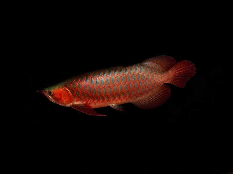 Teluk Intan Red arowana with green bottom