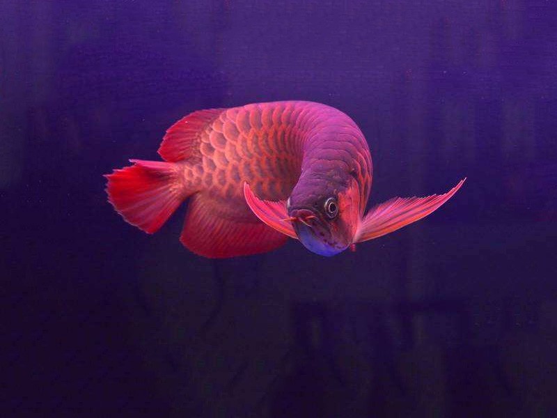 Teluk Intan Chili red arowana 2