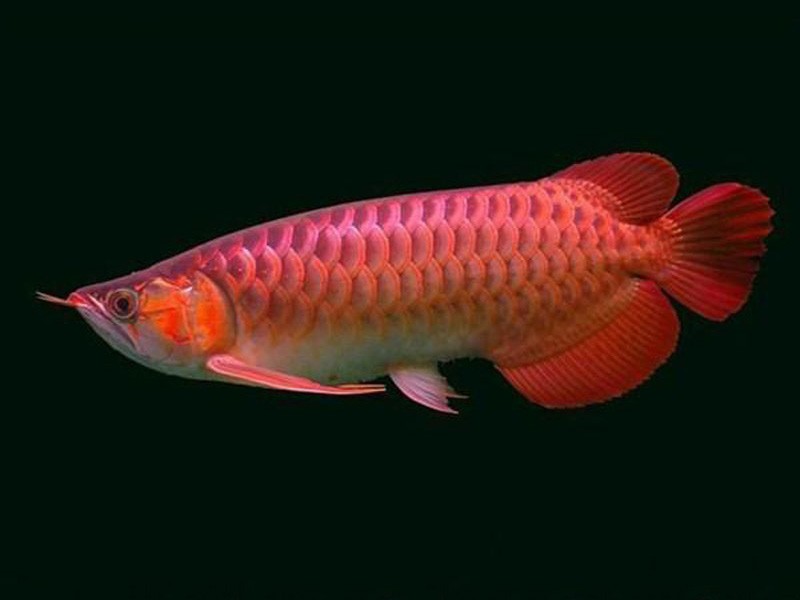 Teluk Intan Chili red Arowana