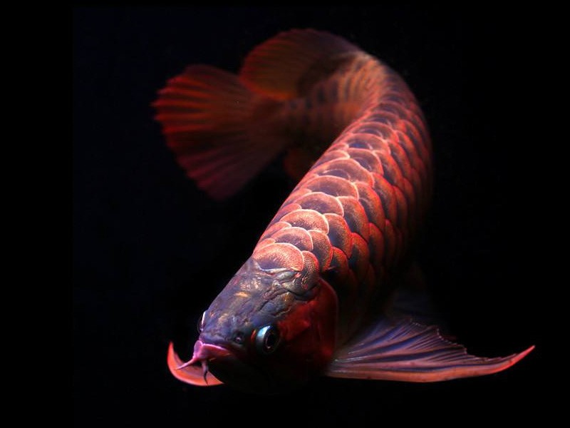 Teluk Intan Orange red Arowana