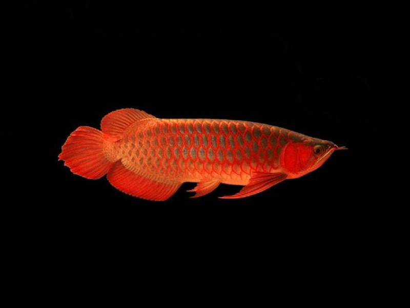 Teluk Intan Red bottom red Arowana