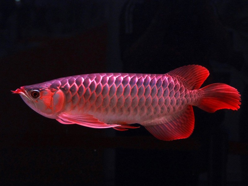 Teluk Intan Great Lake red Arowana